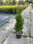 Thuja tuja szmaragd w doniczce 50-70cm
