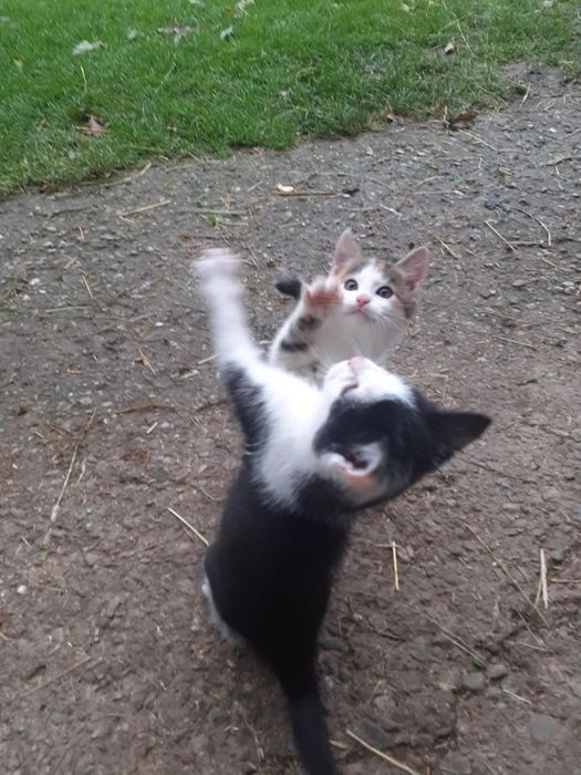 Mam do oddania 3 małe kotki