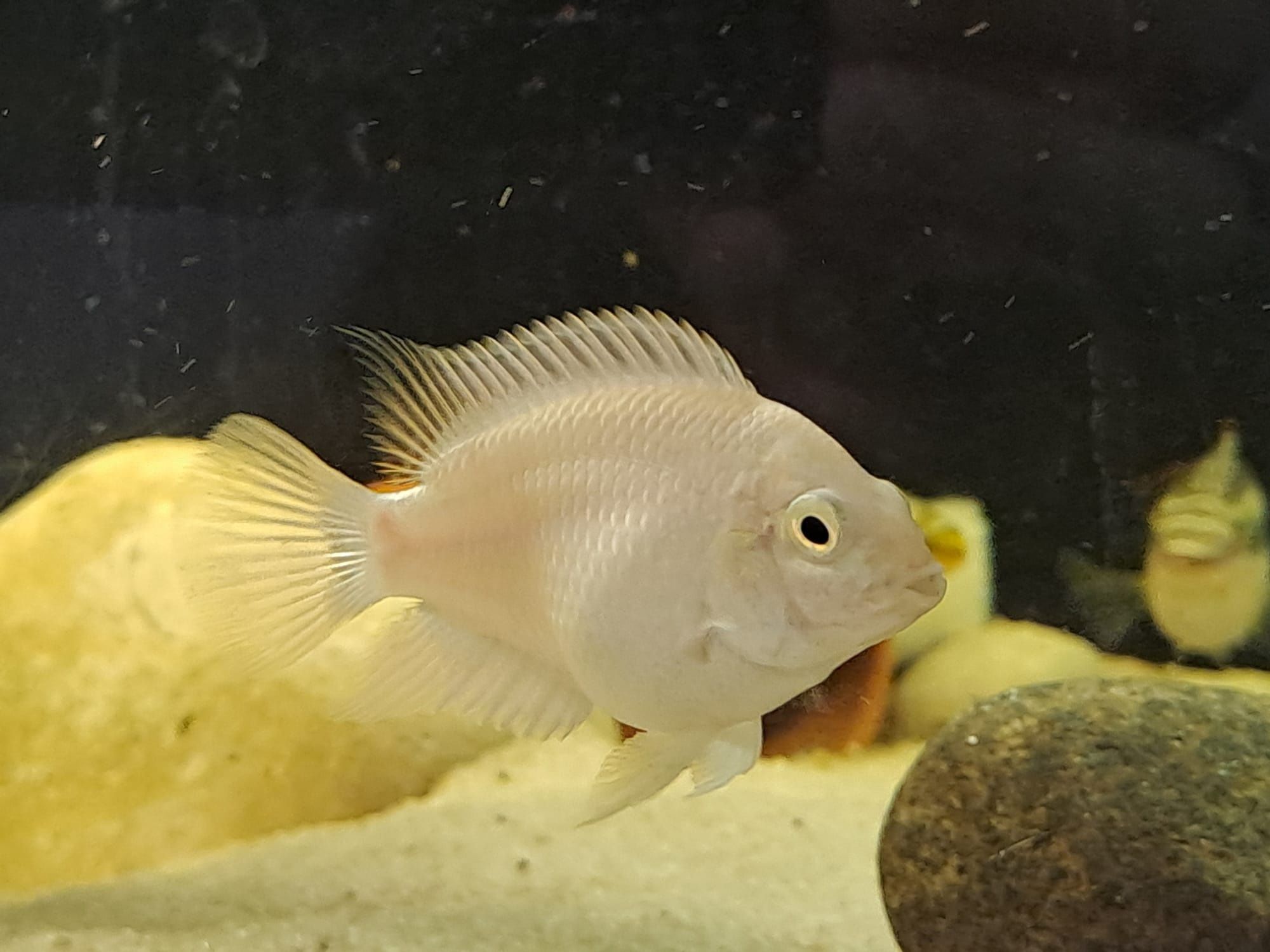 Ancistrus sp. & Acarás do Congo criação própria
