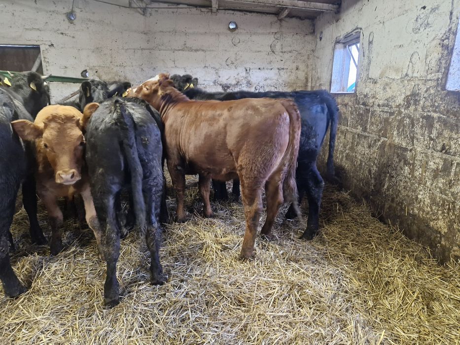 Jałówki odsadki 8 sztuk