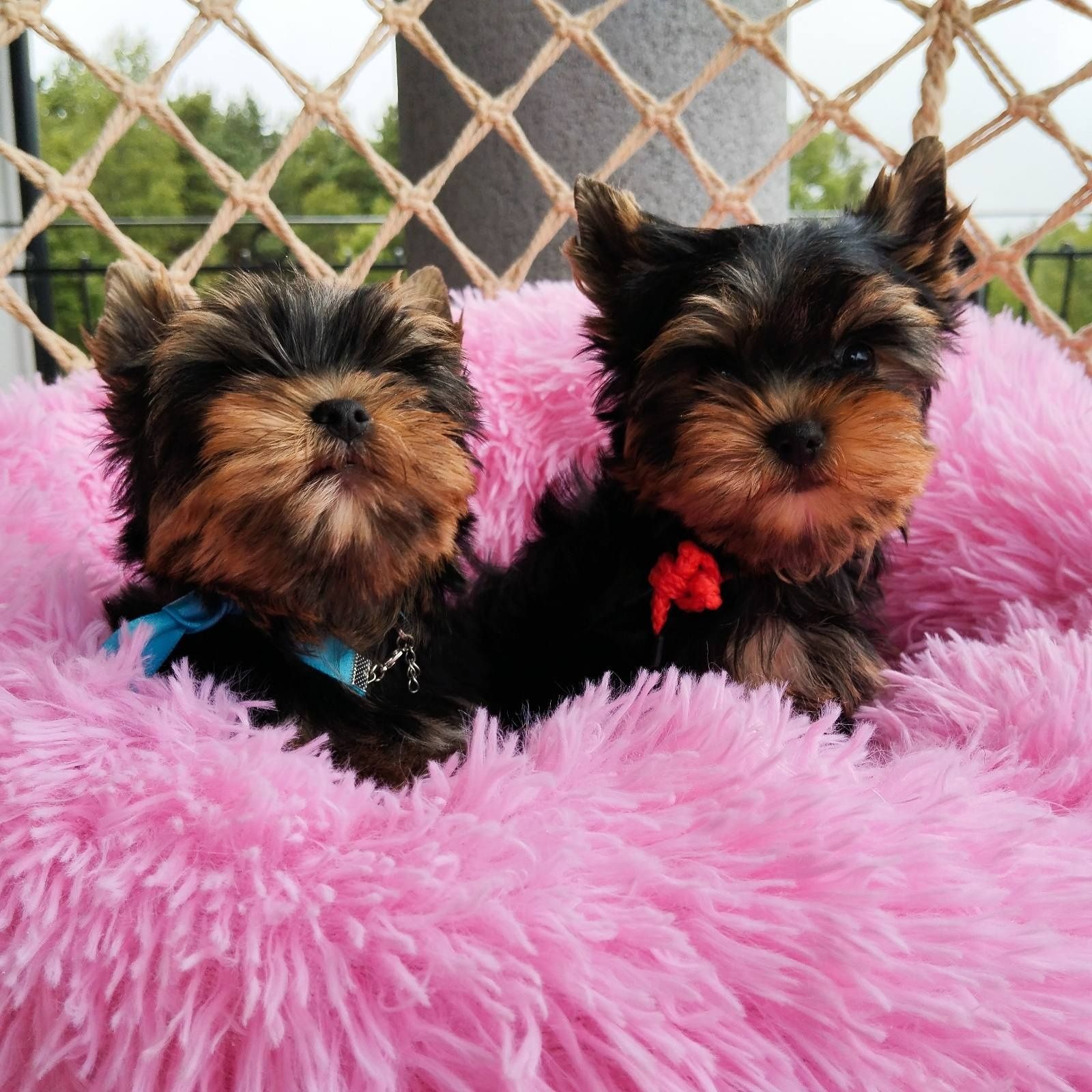 Yorkshire terrier miniaturowy samczyk z Rodowodem