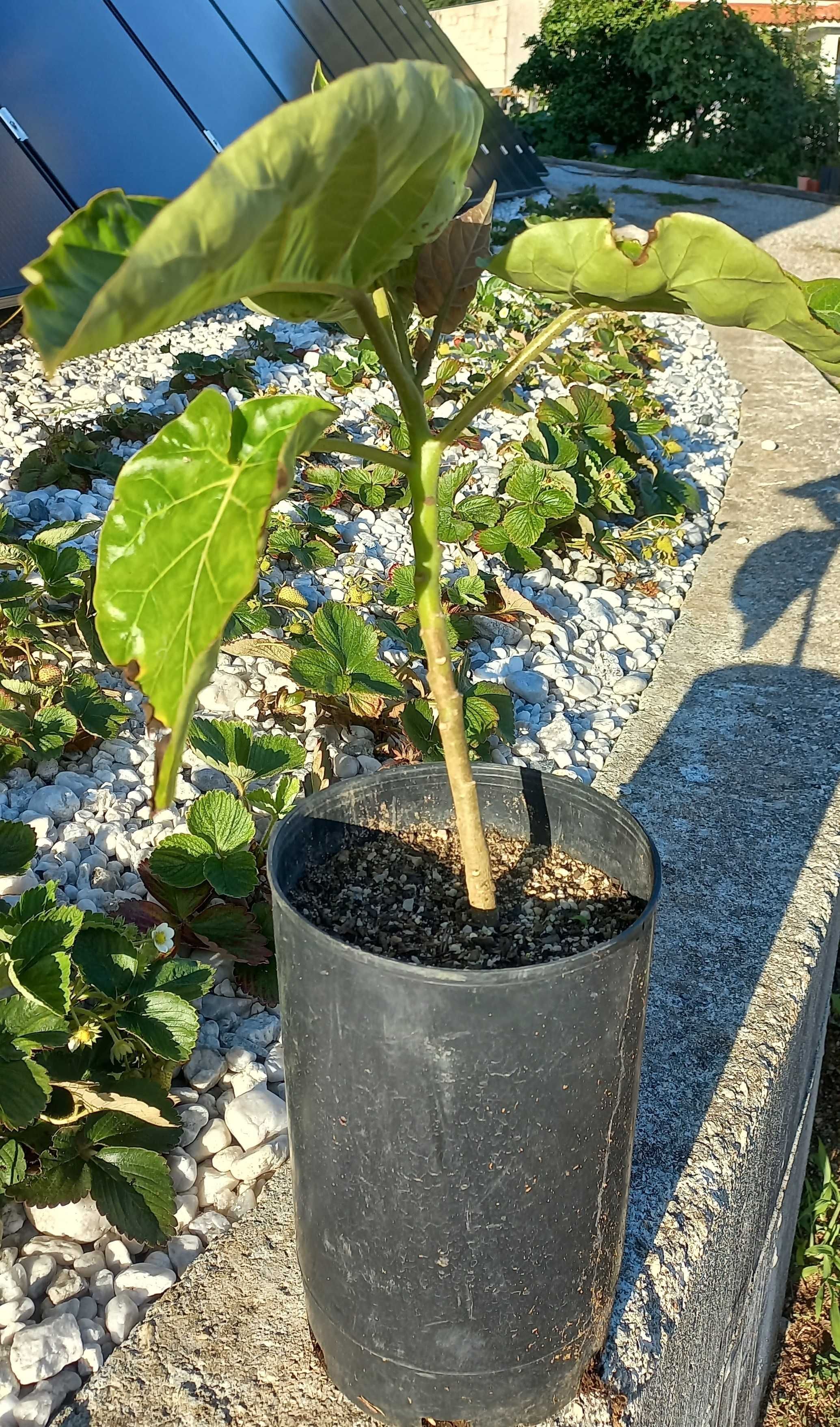 Planta de tamarilho vermelho