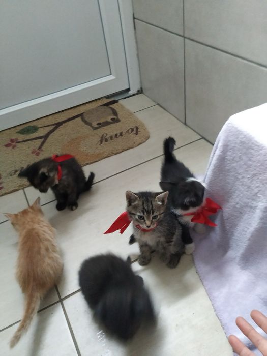 Усіх пятеро котиків з низ 2 хлопчики