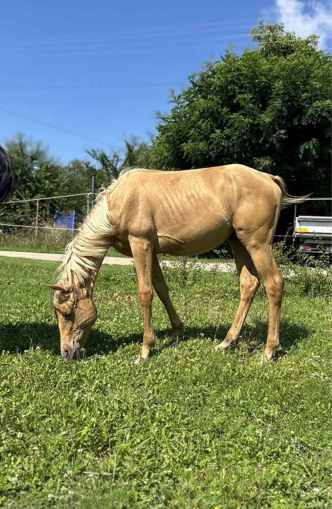 Klaczka AQH PALOMINO z rzadkim rodowodem