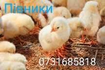 Суточні Курчата Цыплята Півники ціна супер є доставка