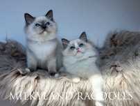 Śliczny blue mitted i bicolor kocurek z hodowli Milkyland