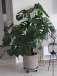 Duża Monstera  Suwałki