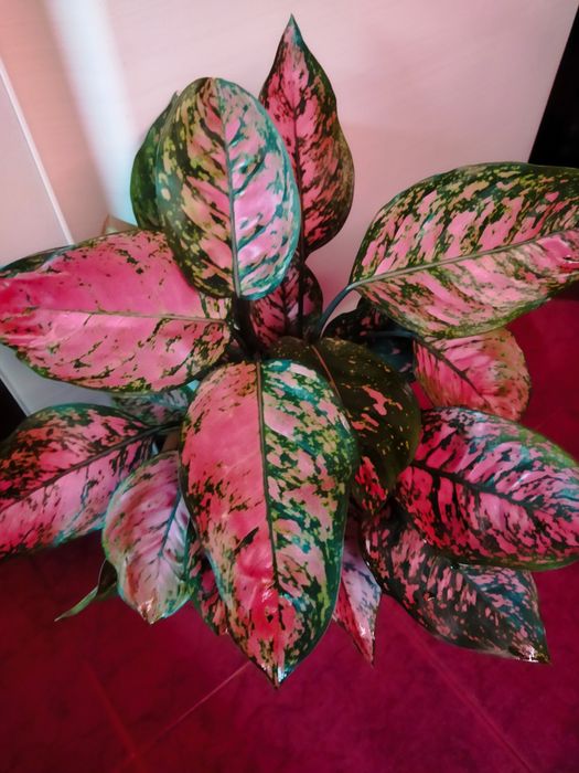 Сортовые Аглаонемы.