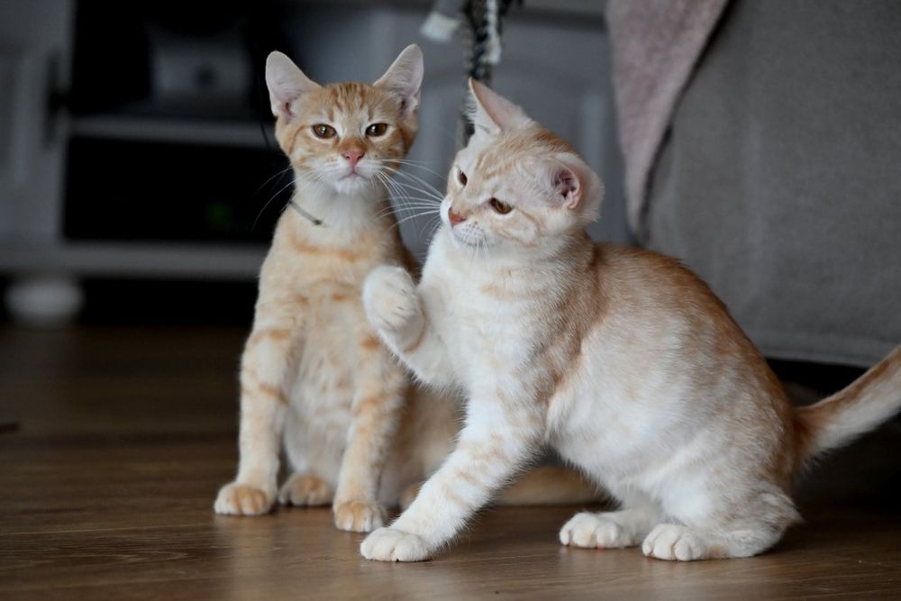 Biszkoptowe kociaki czekają na wspólny dom