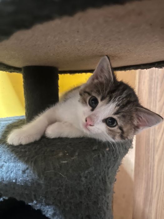kotki do adopcji