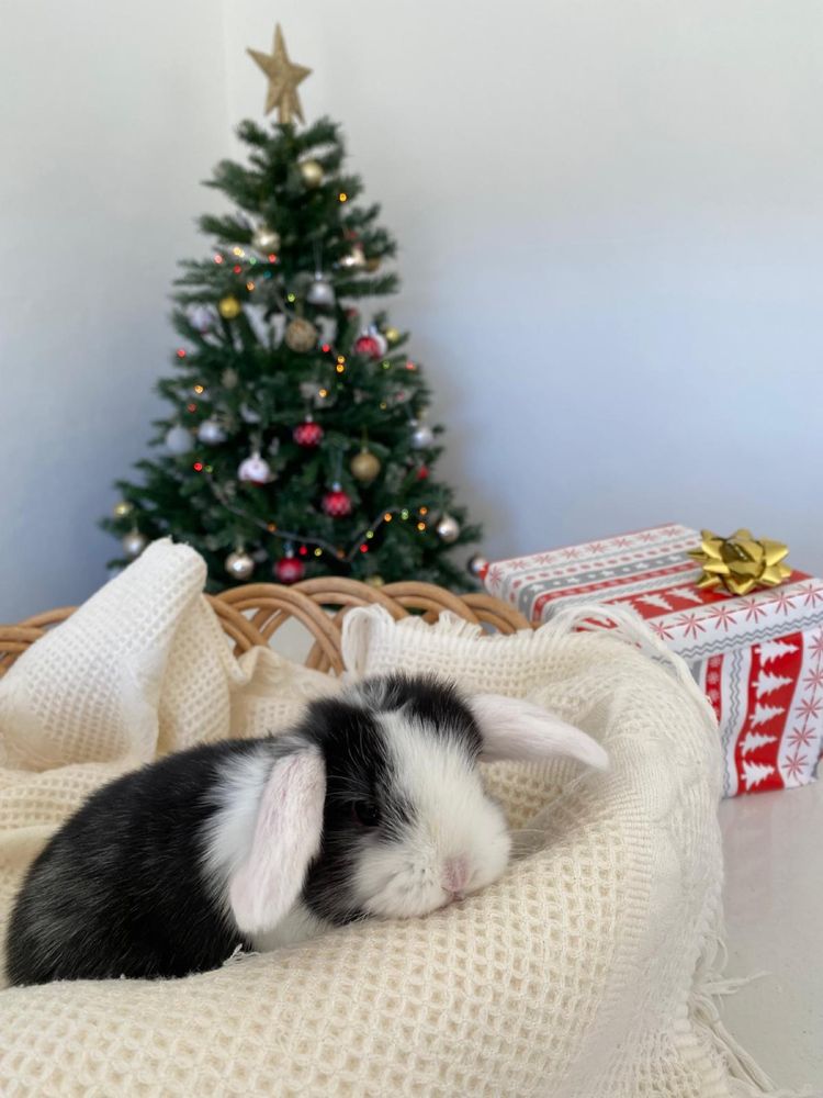 Coelhinhos anões mini lop (orelhudos)