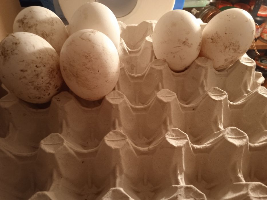 Jaja lęgowe gęsi