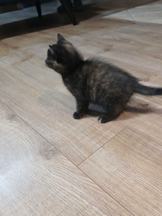 Śluczne kotki do oddania