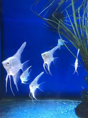 Żaglowiec skalar odmiana PLATYNOWA - PLATYNOWY - Pterophyllum - dowóz
