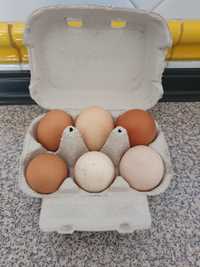 Ovos de galinhas caseiras