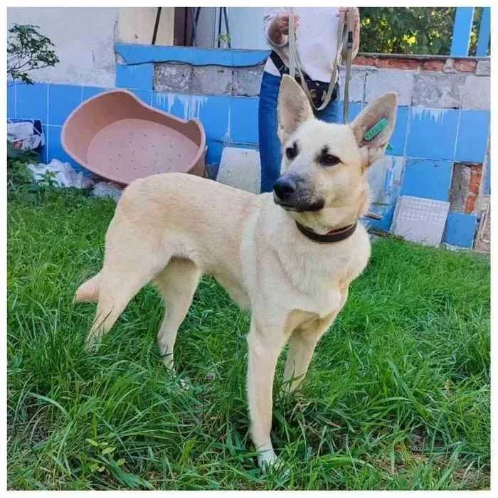 Белка, отдам собаку в добрые руки