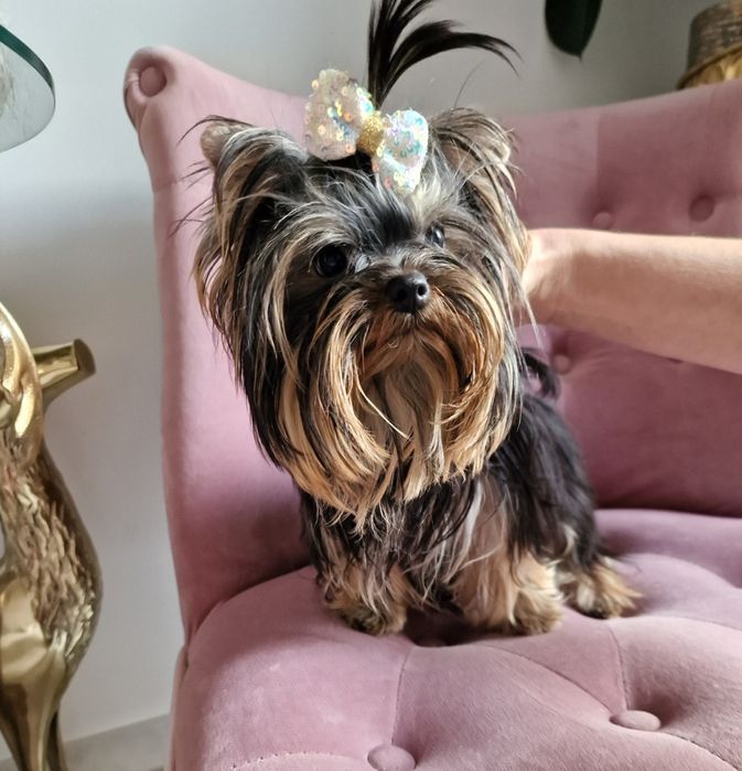 Yorkshire Terrier York FCI ZKwP Piesek