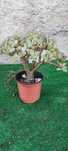 Planta Suculenta