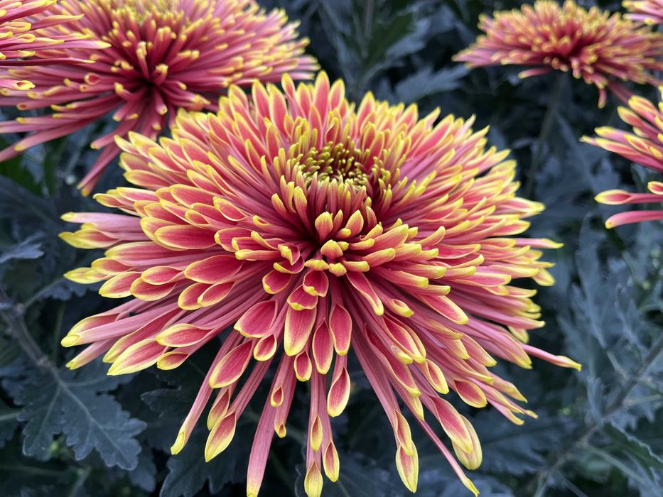 Chryzantemy cięte Kobylnica