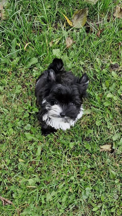 *Micro* chłopczyk IDEALNY Yorkshire Terrier