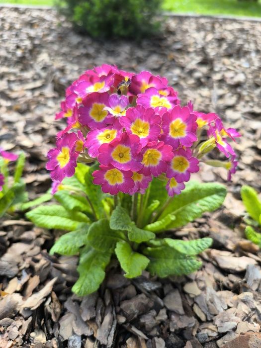 Sadzonki pierwiosnków mix 10 sztuk