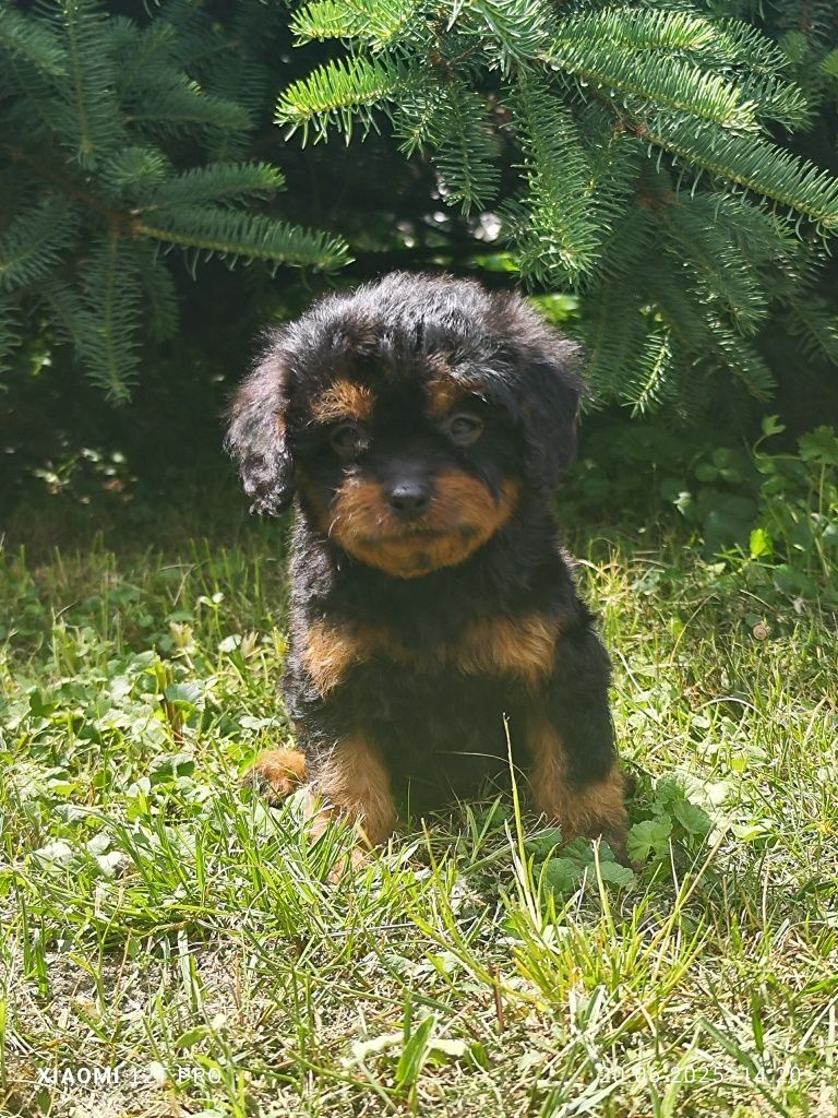 Cavapoo cudowny szczeniak