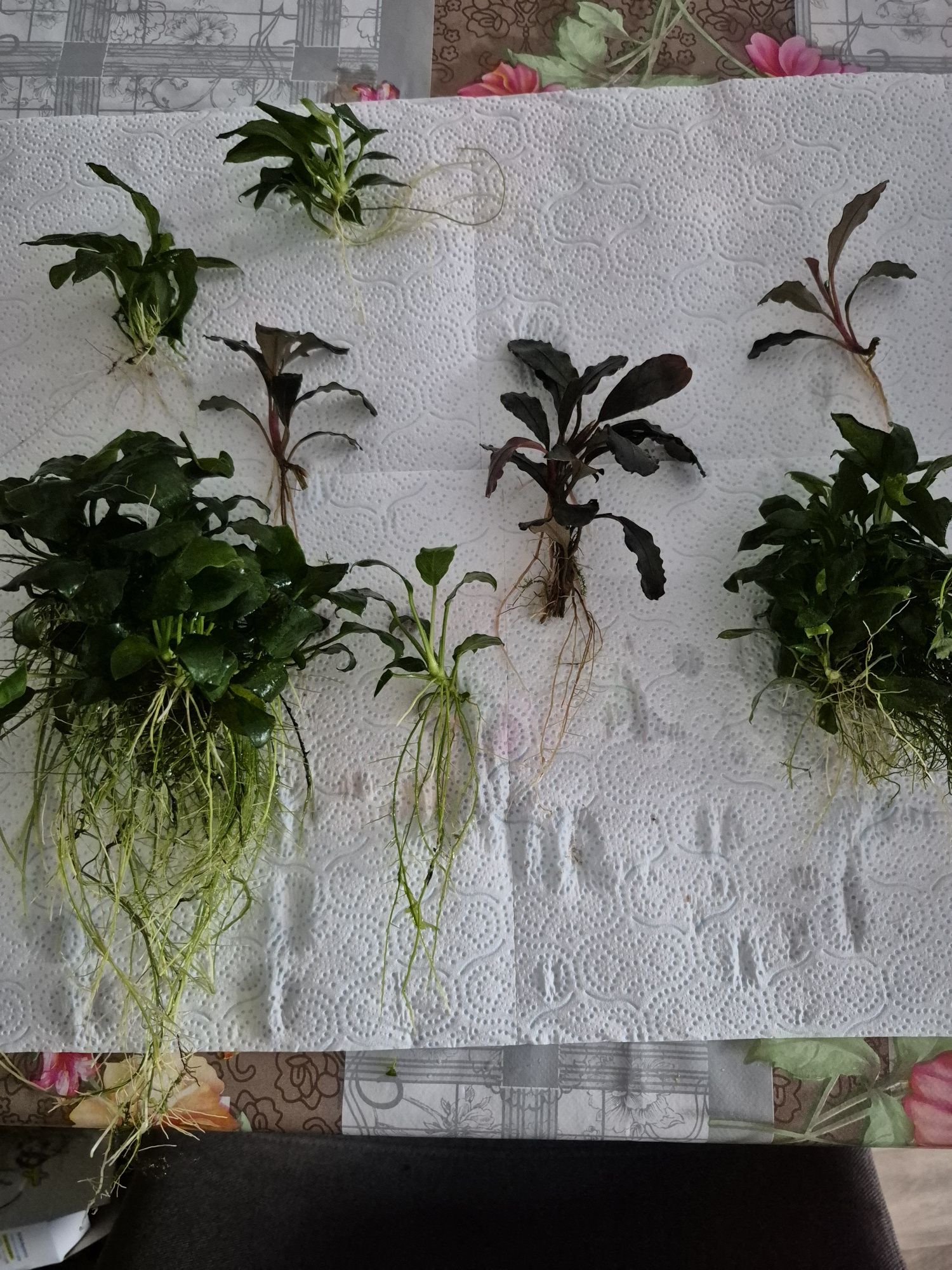 Rośliny bucephalandra i anubiasy