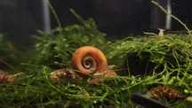 Caracois Planorbis Corneus (Laranja)