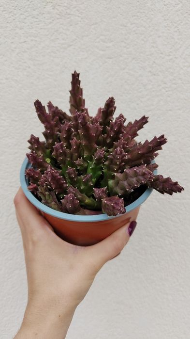 Suculenta Orbea Variegata