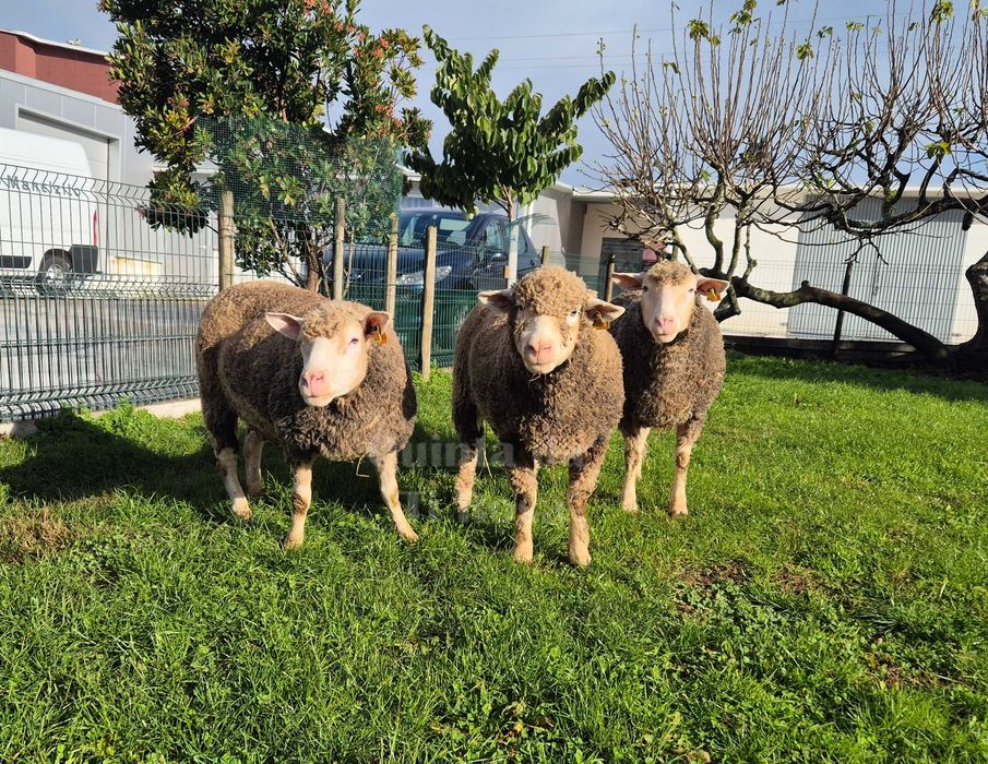 Ovelhas Ile de France - Puras e de Excelente Qualidade