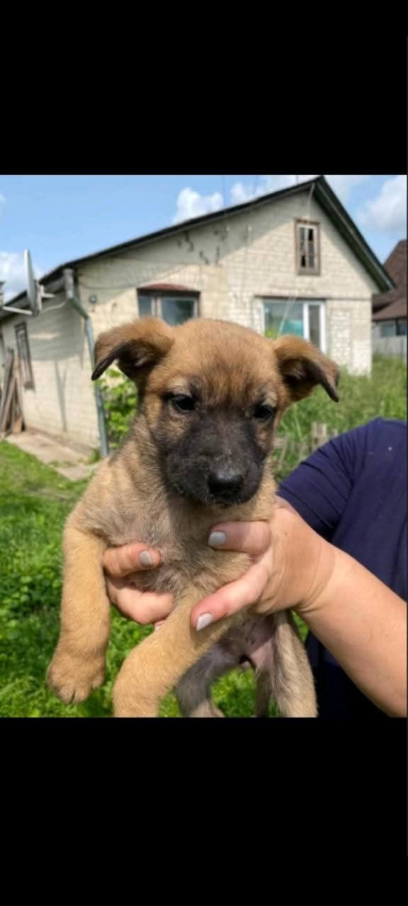 Щеня дівчинка Бусінка шукає родину
