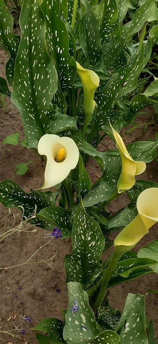 Продаю свої клубні великі калли білої. Калла біла. Біла Кала