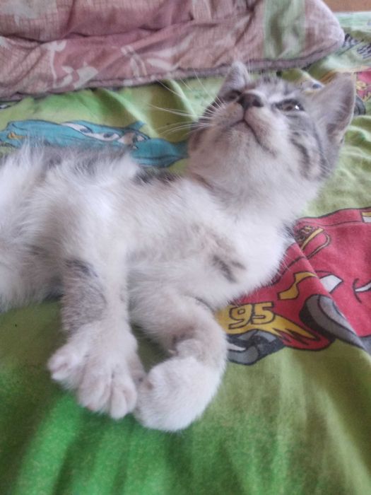 Віддам кошеня  в добрі руки