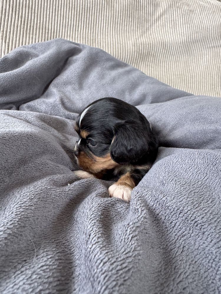 Suczka cavalier king charles spaniel gotowa do obioru