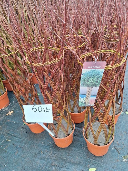 Trzmielina na pniu szkółka roślin w luszowicach zaprasza