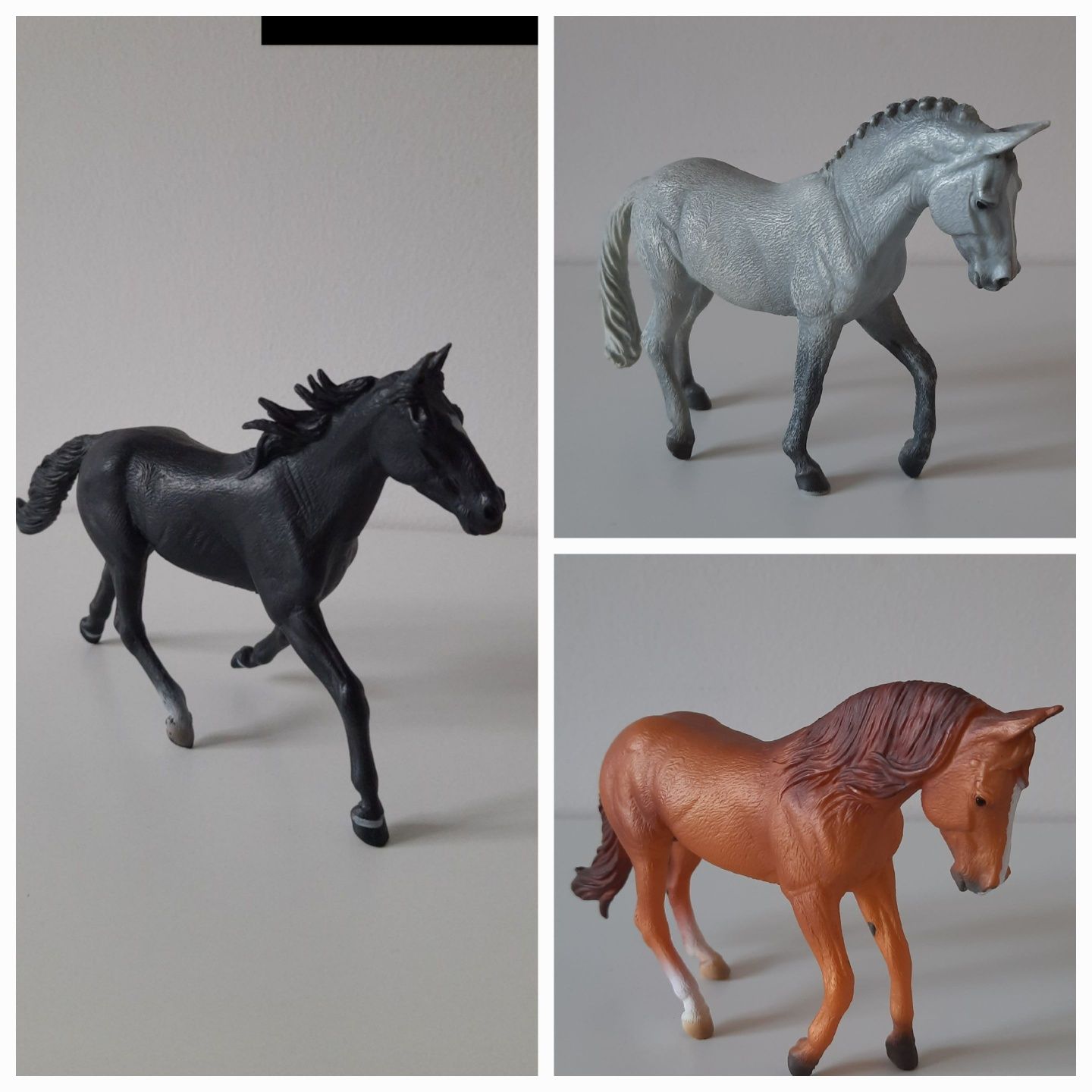 Collecta ogier trakeński, Australian stock horse,american saddlebred