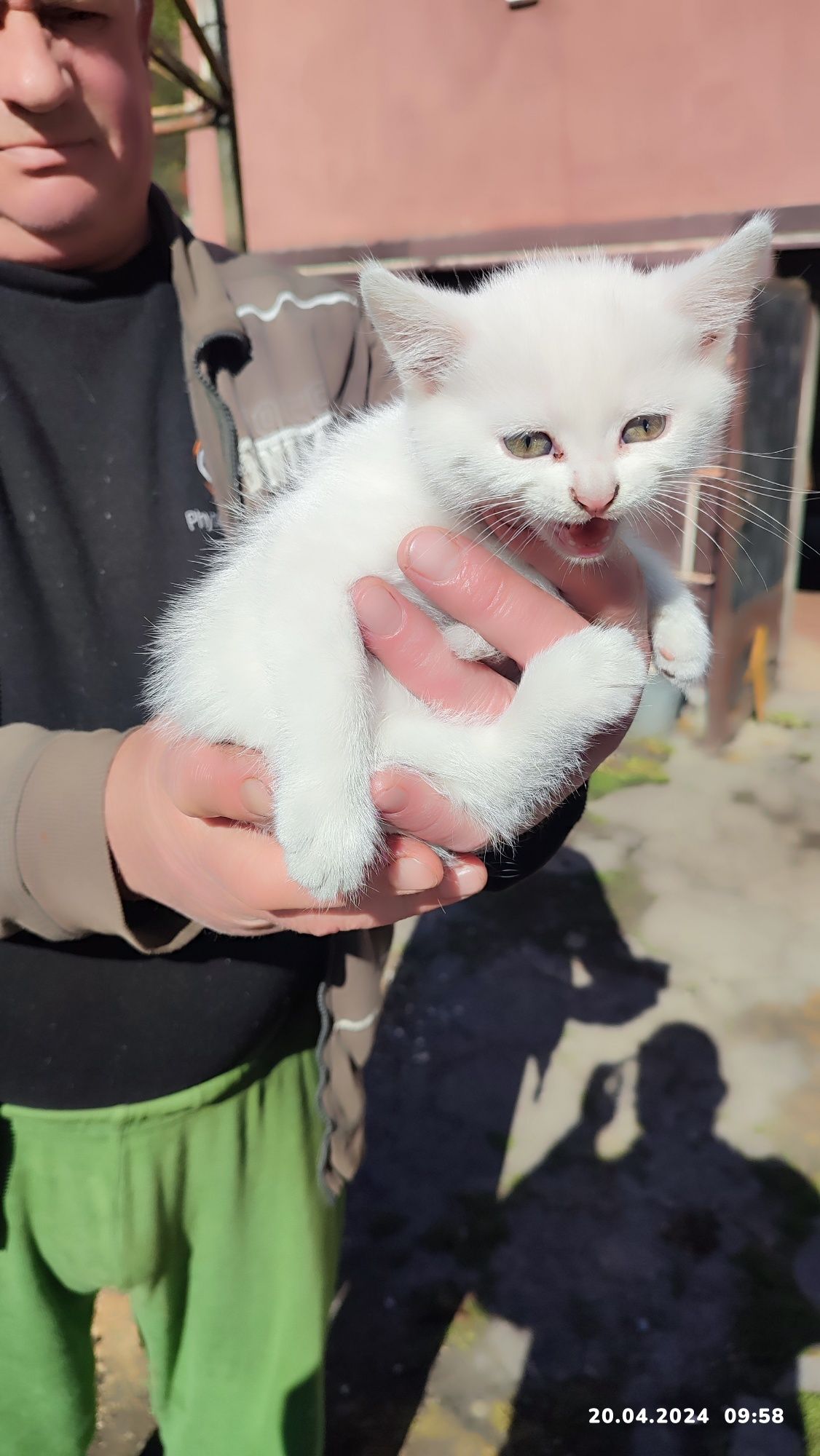 Білосніжні котенятка