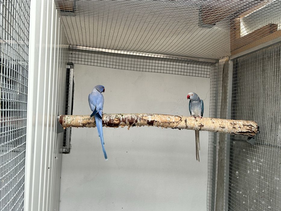 Aleksandretty obrożne para lęgowa