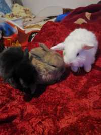 Malutkie króliczki baranki miniaturki szukają dobrego kochajacego domk