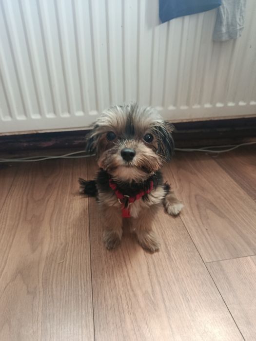 Yorkshire terrier suczka