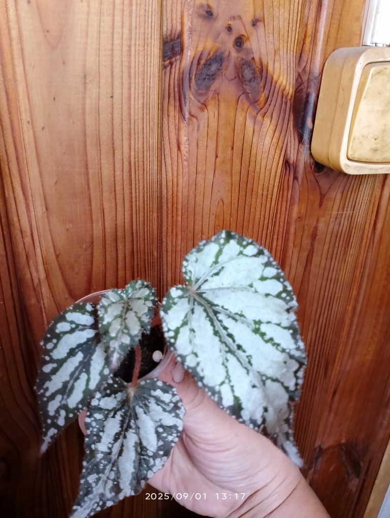 Королівська бегонія.