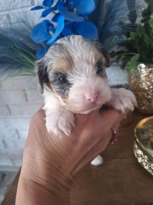 Yorkshire Terrier Bluberry chłopczyk