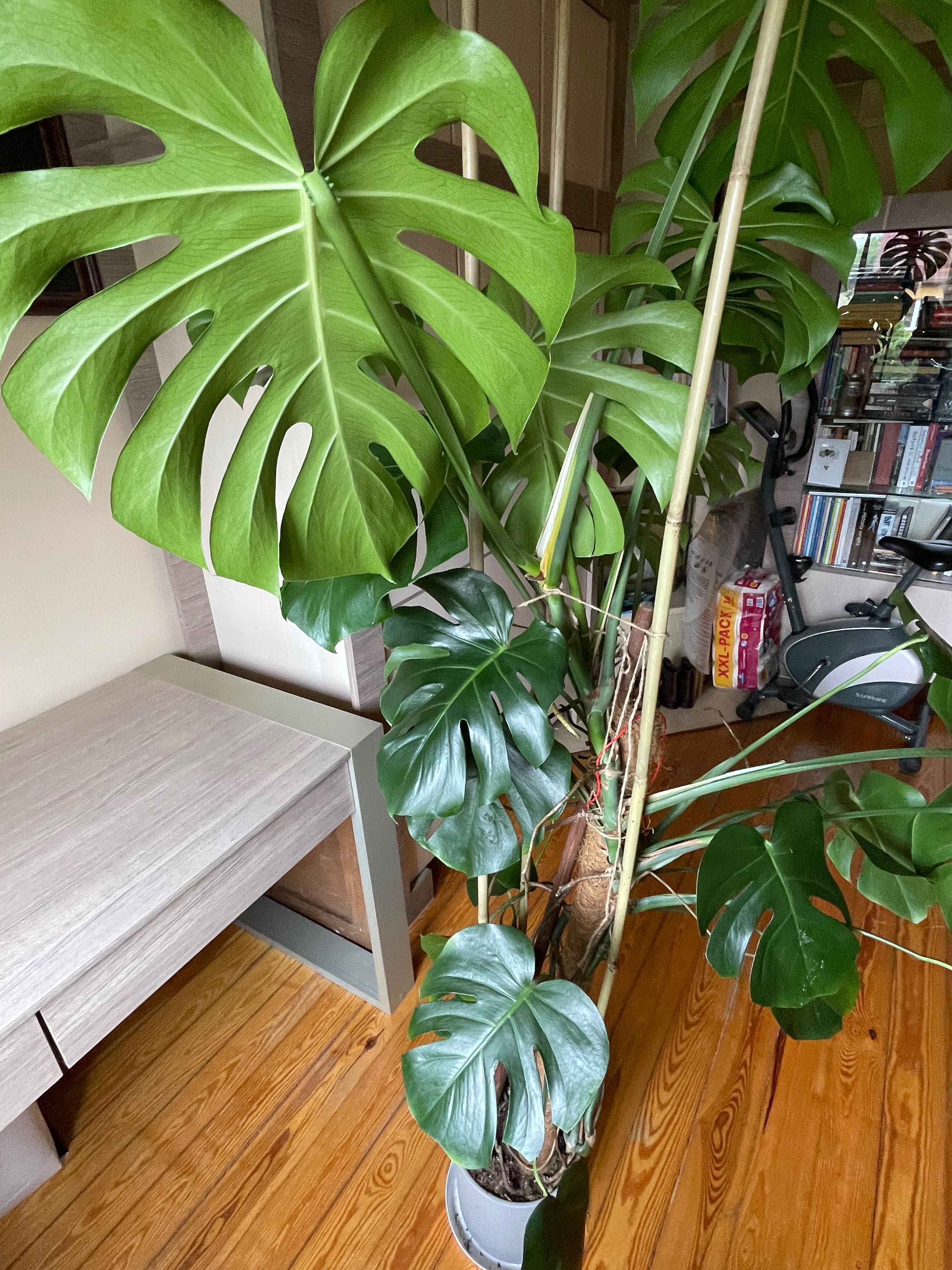 Duża monstera w doniczce