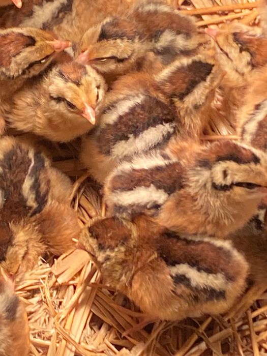 Sprzedam kurczaki zielononóżki