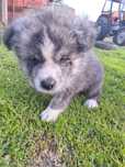 Akita Inu Szczeniaki