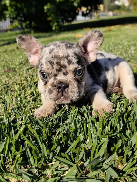 Bulldog creme femea