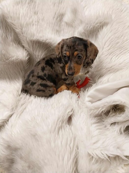 Jamnik suczka merle !