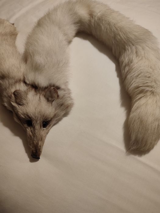 Estola de pele raposa