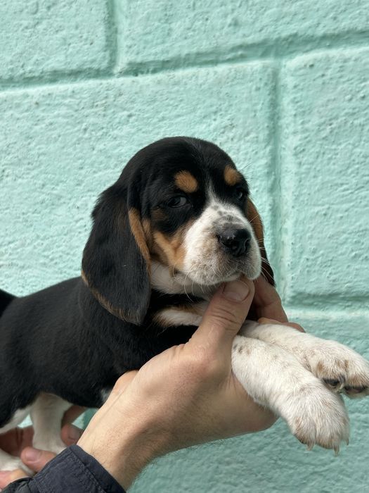 Гарнюні малюки породи Бігль