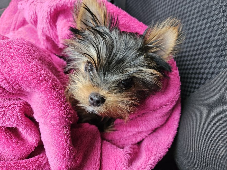 Міні йоркширські тер'єри